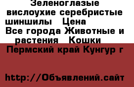 Зеленоглазые вислоухие серебристые шиншилы › Цена ­ 20 000 - Все города Животные и растения » Кошки   . Пермский край,Кунгур г.